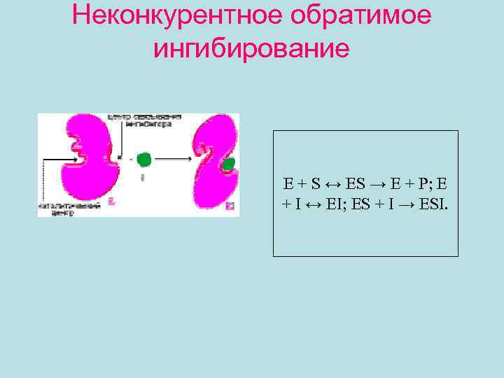 Неконкурентное обратимое ингибирование E + S ↔ ES → E + P; E +
