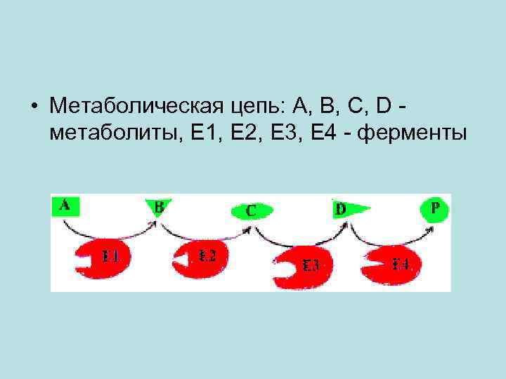  • Метаболическая цепь: А, В, С, D - метаболиты, Е 1, Е 2,