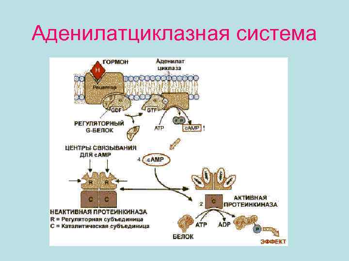 Каким номером на рисунке обозначен процесс в результате которого при участии ферментов объединяются