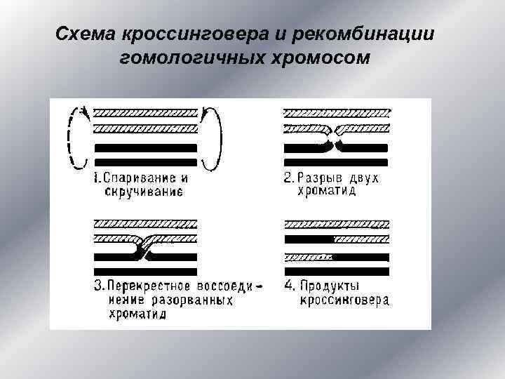 Схема кроссинговера и рекомбинации гомологичных хромосом 