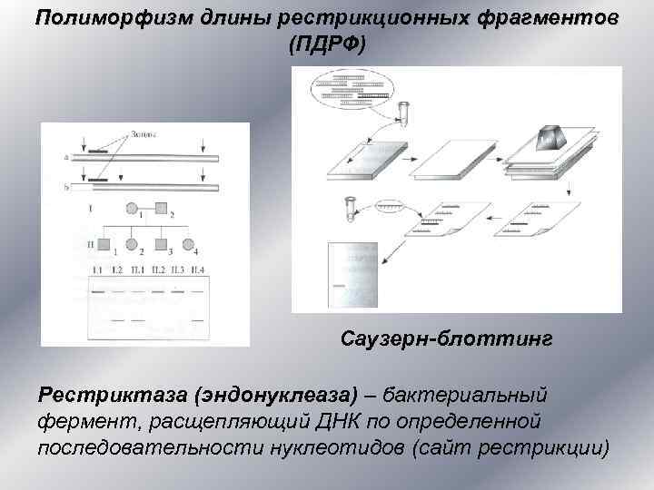 Полиморфизм длины рестрикционных фрагментов (ПДРФ) Саузерн-блоттинг Рестриктаза (эндонуклеаза) – бактериальный фермент, расщепляющий ДНК по