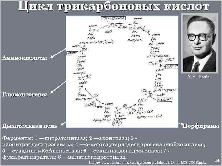 Цикл трикарбоновых кислот Аминокислоты Х. А. Кребс Глюконеогенез Дыхательная цепь Порфирины Ферменты: 1 —цитратсинтаза;