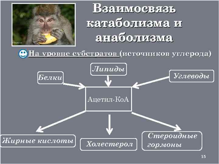 Взаимосвязь катаболизма и анаболизма На уровне субстратов (источников углерода) Белки Липиды Углеводы Ацетил-Ко. А