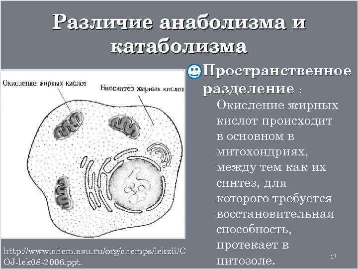 Различие анаболизма и катаболизма Пространственное разделение : http: //www. chem. asu. ru/org/chemps/lekzii/C OJ-lek 08