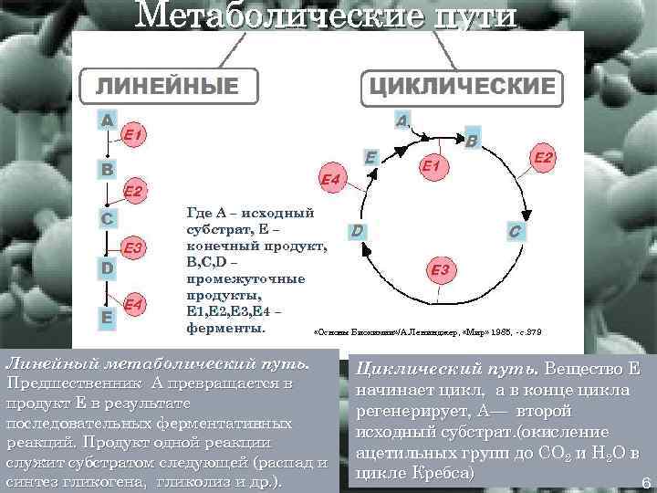 Метаболические пути Где А – исходный субстрат, Е – конечный продукт, В, С, D