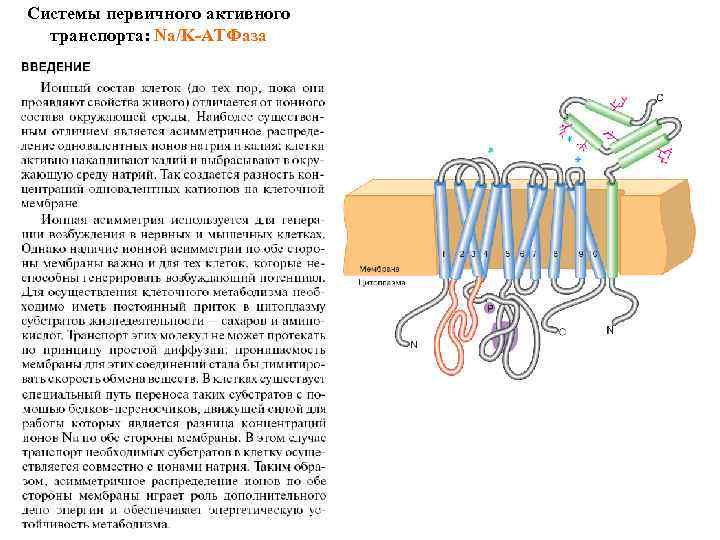 Системы первичного активного транспорта: Na/K-АТФаза 
