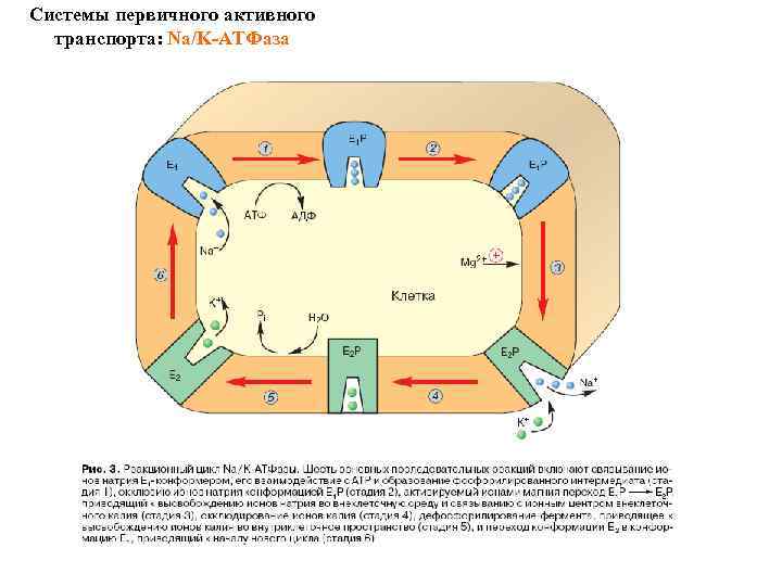 Системы первичного активного транспорта: Na/K-АТФаза 