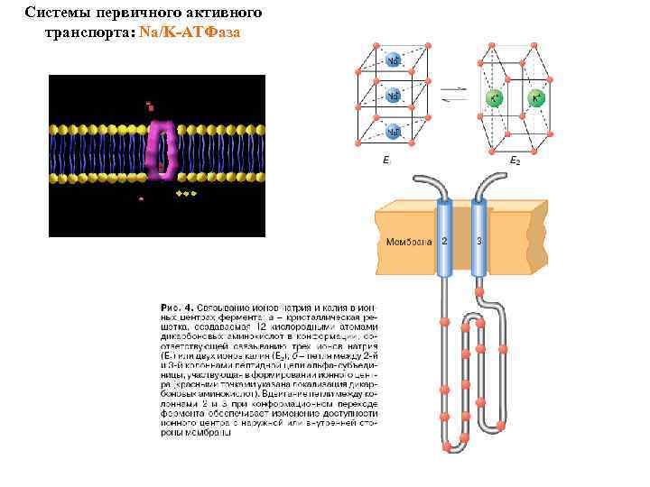 Системы первичного активного транспорта: Na/K-АТФаза 