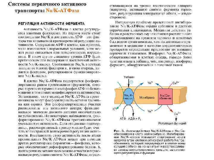 Системы первичного активного транспорта: Na/K-АТФаза 