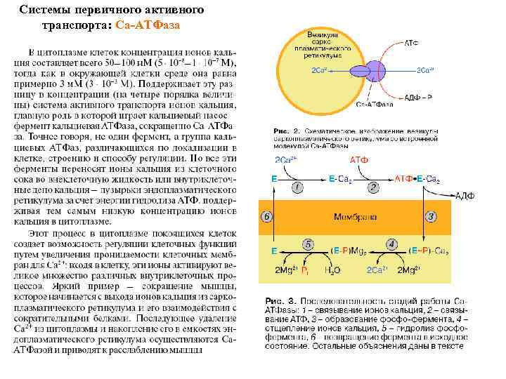 Системы первичного активного транспорта: Са-АТФаза 