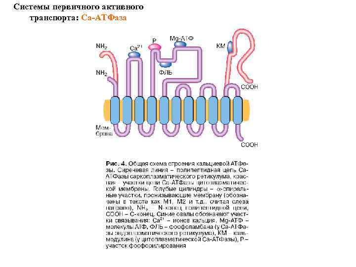 Системы первичного активного транспорта: Са-АТФаза 