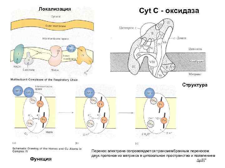 Локализация Cyt С - оксидаза Структура Функция Перенос электрона сопровождается трансмембранным переносом двух протонов