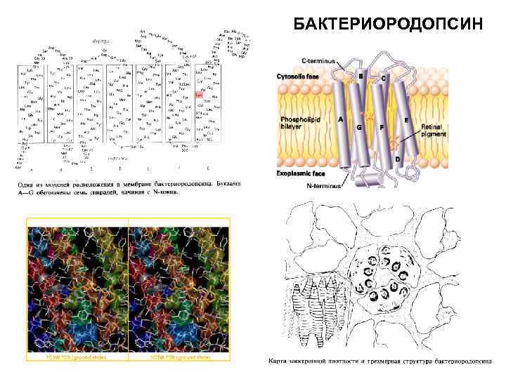 БАКТЕРИОРОДОПСИН 