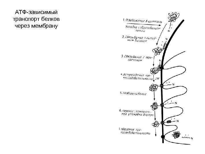 АТФ-зависимый транспорт белков через мембрану 