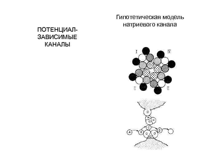 ПОТЕНЦИАЛЗАВИСИМЫЕ КАНАЛЫ Гипотетическая модель натриевого канала 