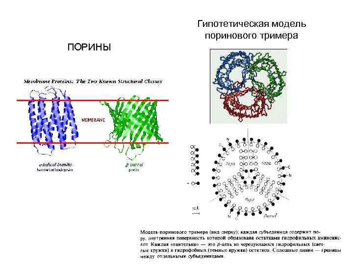 Гипотетическая модель поринового тримера ПОРИНЫ 