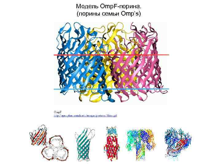 Модель Omp. F-порина. (порины семьи Omp’s) 