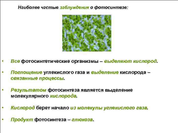 Наиболее частые заблуждения о фотосинтезе: • Все фотосинтетические организмы – выделяют кислород • Поглощение
