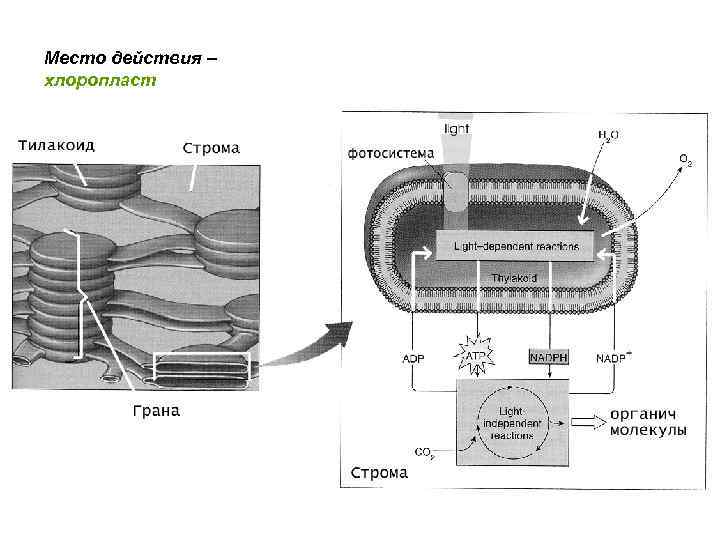 Место действия – хлоропласт 