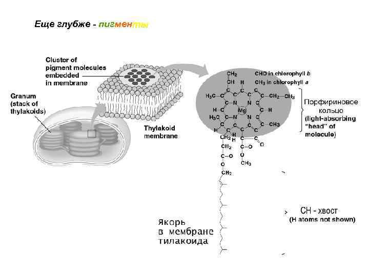 Еще глубже - пигменты 