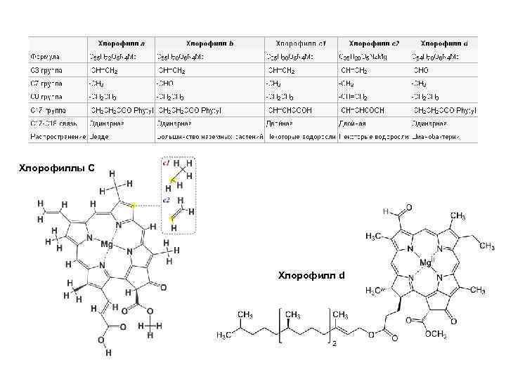 Хлорофиллы С Хлорофилл d 
