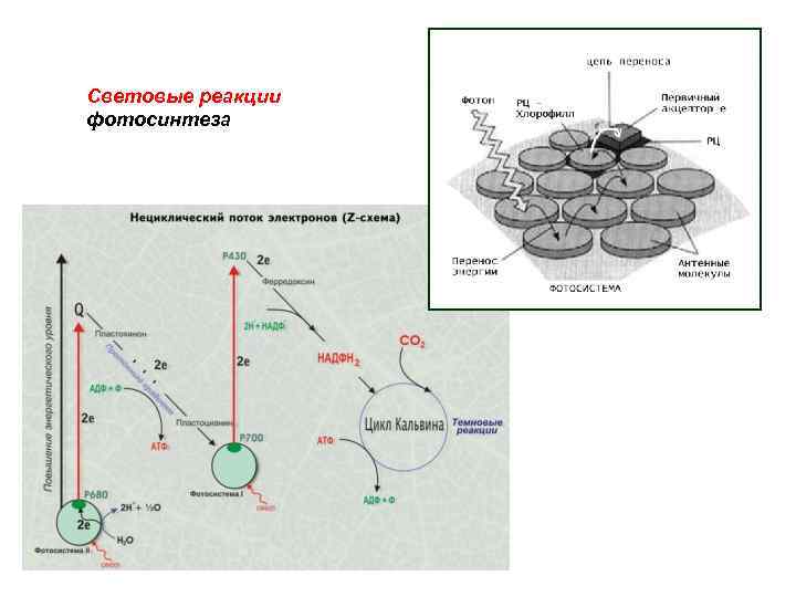 Световые реакции фотосинтеза 