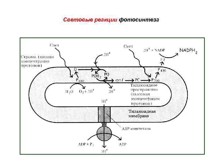 Световые реакции фотосинтеза 