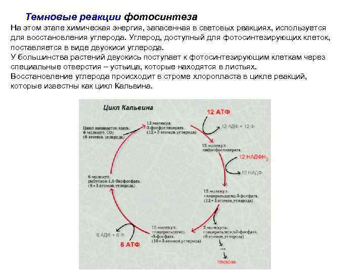 Темновые реакции фотосинтеза На этом этапе химическая энергия, запасенная в световых реакциях, используется для