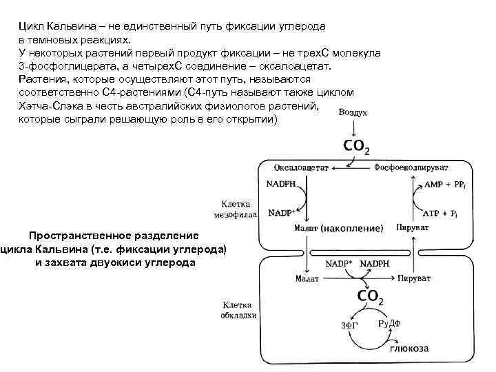 Цикл кальвина схема