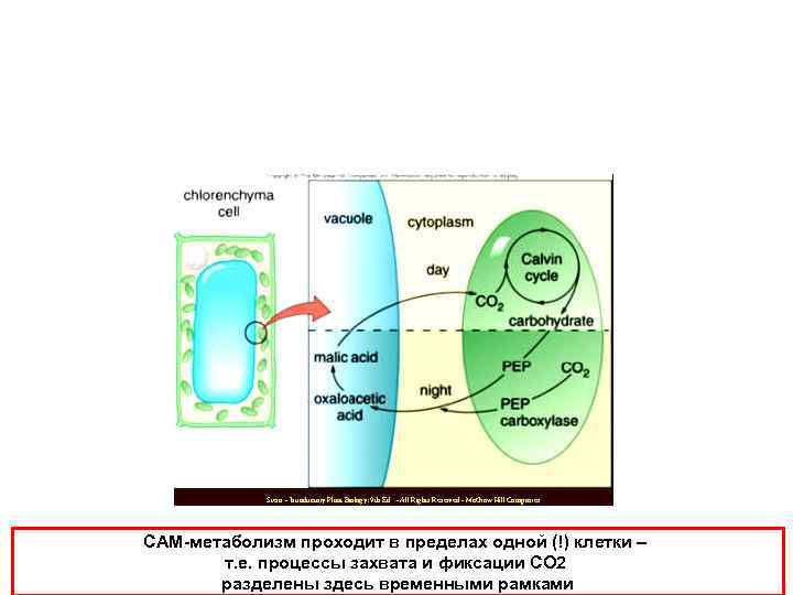 САМ-метаболизм проходит в пределах одной (!) клетки – т. е. процессы захвата и фиксации