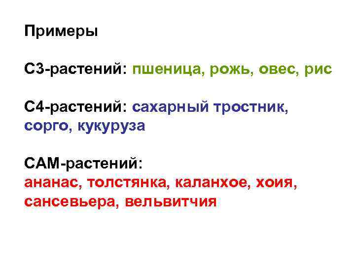 Примеры С 3 -растений: пшеница, рожь, овес, рис С 4 -растений: сахарный тростник, сорго,