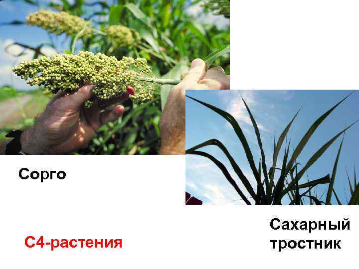 Сорго С 4 -растения Сахарный тростник 