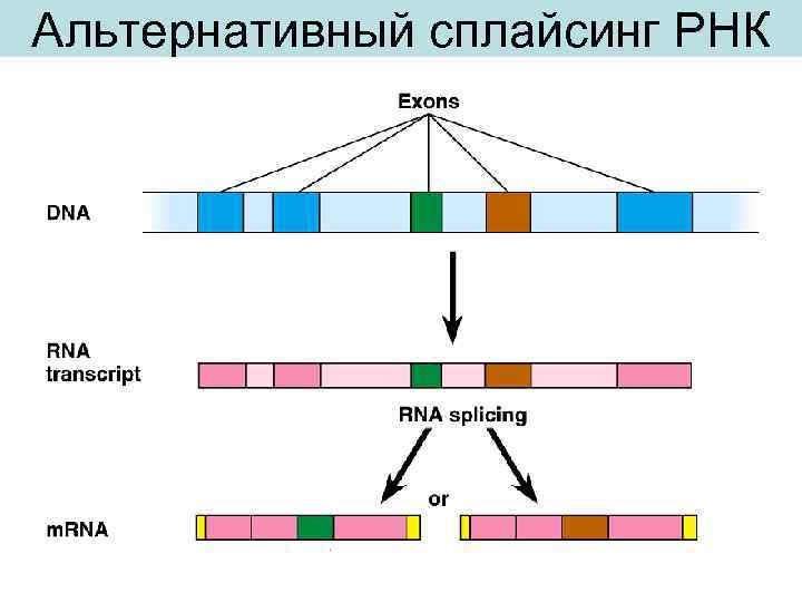 Сплайсинг рнк у эукариот. Сплайсинг РНК У эукариот происходит. Альтернативный сплайсинг ИРНК. Сплайсинг матричной РНК это процесс. Альтернативный сплайсинг у эукариот.