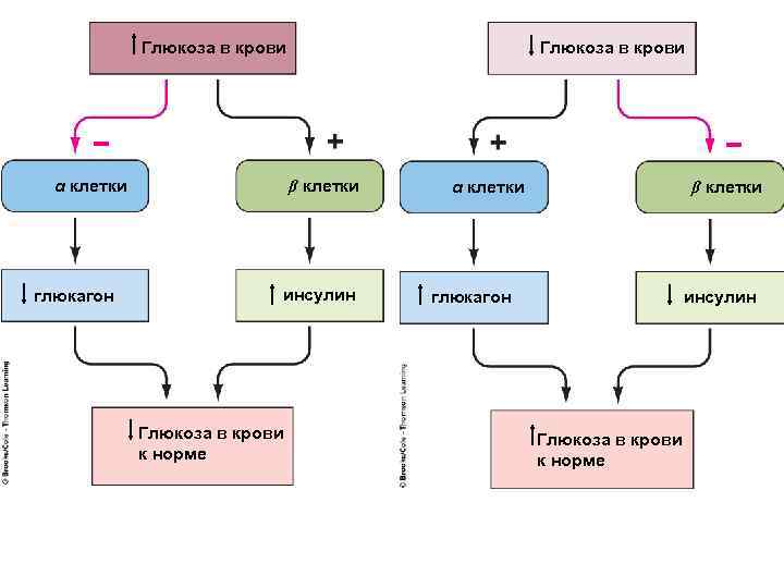 Глюкоза в крови α клетки глюкагон Глюкоза в крови β клетки инсулин Глюкоза в