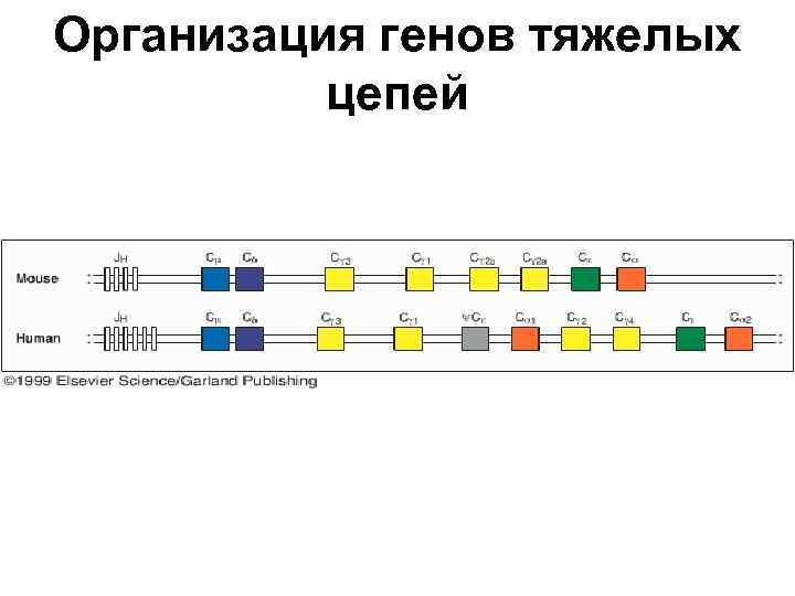 Организация генов тяжелых цепей 
