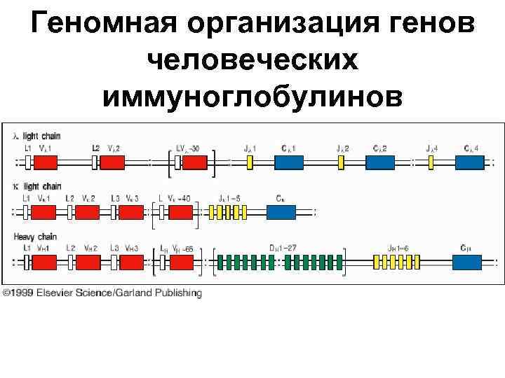 Геномная организация генов человеческих иммуноглобулинов 