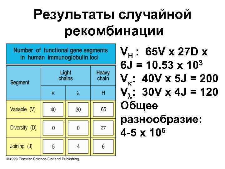 Результаты случайной рекомбинации VH : 65 V x 27 D x 6 J =