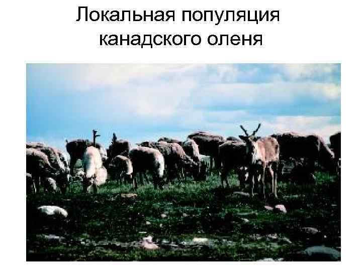 Локальная популяция канадского оленя 