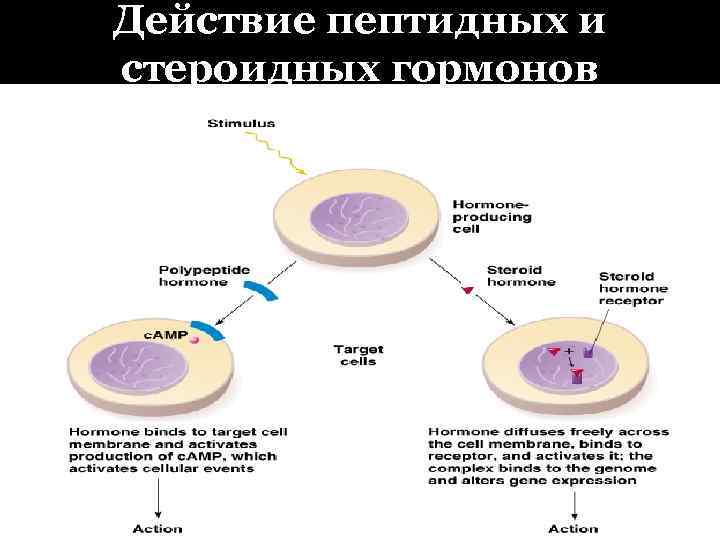 Действие пептидных и стероидных гормонов 