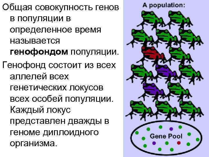 Что такое генетическая структура популяции