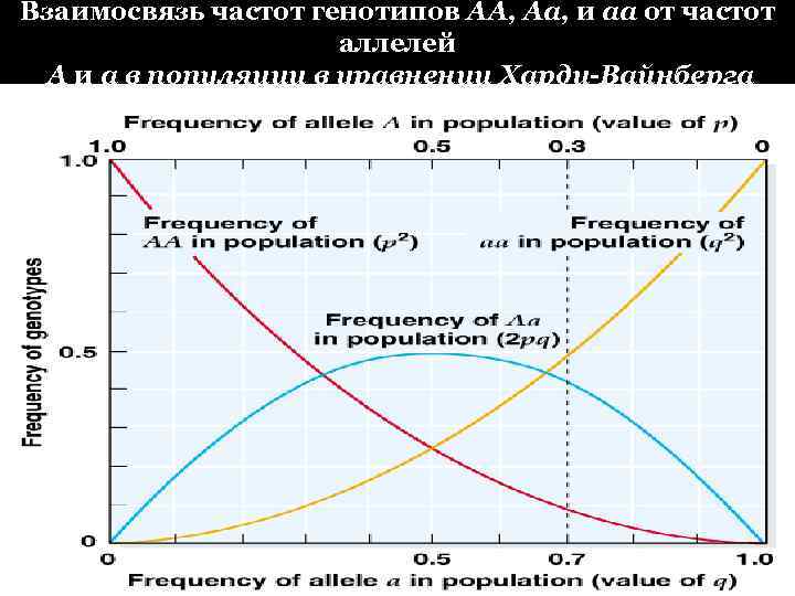 Взаимосвязь частот генотипов AA, Aa, и aa от частот аллелей A и a в