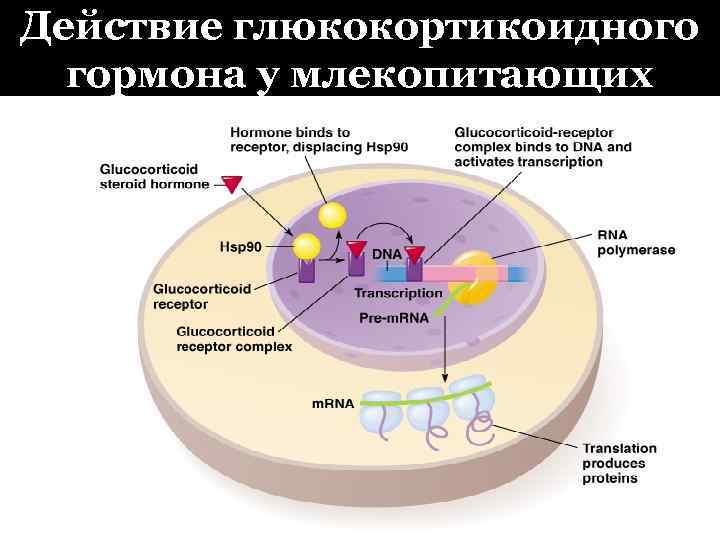 Действие глюкокортикоидного гормона у млекопитающих 