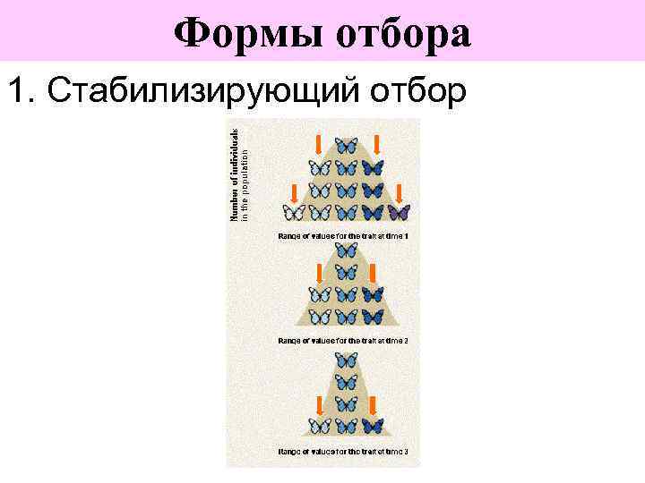 Формы отбора 1. Стабилизирующий отбор 