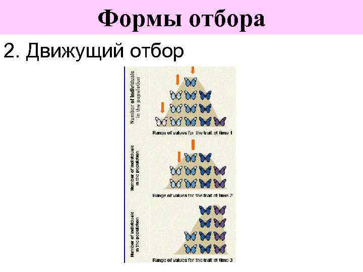 Формы отбора 2. Движущий отбор 