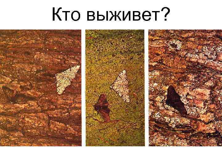 Кто выживет? 