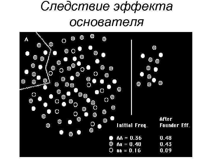 Следствие эффекта основателя 