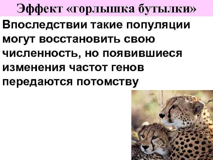 Эффект «горлышка бутылки» Впоследствии такие популяции могут восстановить свою численность, но появившиеся изменения частот