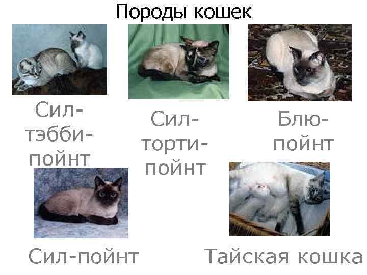 Породы кошек Силтэббипойнт Сил-пойнт Силтортипойнт Блюпойнт Тайская кошка 
