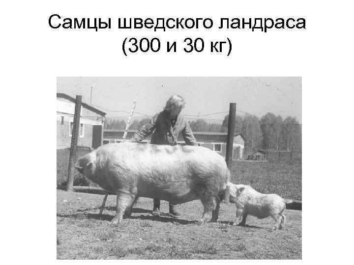 Cамцы шведского ландраса (300 и 30 кг) 