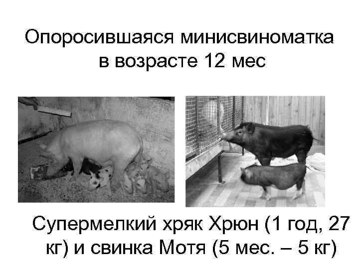 Опоросившаяся минисвиноматка в возрасте 12 мес Супермелкий хряк Хрюн (1 год, 27 кг) и